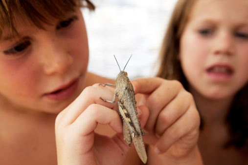 Здоровье ребенка: что делать если ребенка укусило насекомое 